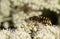 A Common Wasp, Vespula vulgaris, feeding on the pollen of a flower.