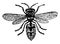 Common Wasp vintage illustration