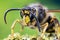 Common Wasp, Wasp