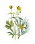 Common water-crowfoot flower. ranunculus aquatilis or white water crowfood. Goldilocks. Antique hand drawn flowers illustration.