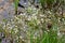 Common Water Crowfoot - Ranunculus aquatilis, Lopham Fen, Suffolk, England, UK