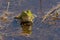 Common water frog  in a fen in Kalmthout heath - anura