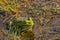 Common water frog  in a fen in Kalmthout heath - anura