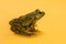 Common Water Frog in front of an orange background