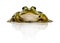 Common Water Frog in front of a white background