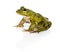 Common Water Frog in front of a white background