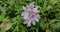 Common water hyacint