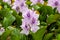 Common Water Hyacinth flower in Hawaii. Patterned blue, pink & violet blossoms. Green leaves & more flowers in background.