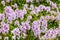 Common Water Hyacinth flowers in Hawaii. Patterned blue, pink & violet blossoms. Green leaves & more flowers in background.