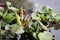 Common water hyacinth green plants display with selective focus.