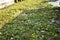 Common water hyacinth and many garbage on surface of water of Choa praya river in Bangkok, Thailand