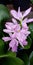 Common water hyacinth shine like sunshine