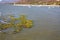 Common water hyacinth on the shore of Lake Chapala with calm waters