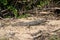 Common water Monitor Varanus salvator in Khao National Park