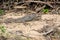 Common water Monitor Varanus salvator in Khao National Park