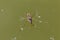 Common water strider Gerris lacustris