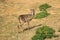 Common waterbuck