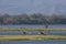 Common Waterbuck and elephant by the Zambezi river