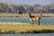 Common Waterbuck on an island in the Zambezi River