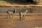 Common Waterbuck, kobus ellipsiprymnus, Males standing near River, Kenya