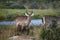 Common Waterbuck, kobus ellipsiprymnus, Young Male, Masai Mara Park in Kenya