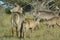 Common Waterbuck Mother and youngster white distinctive ring on rear showing