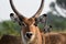 Common waterbuck, Queen ElizabethNational Park, Uganda