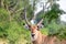 Common waterbuck, Queen ElizabethNational Park, Uganda