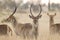 Common Waterbuck, South Africa