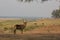 Common Waterbuck in the Zamezi valley