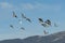 Common waterfowl of Colorado. A group of Canada Geese flying in the mountains with one lone snow goose