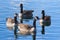 Common waterfowl of Colorado. A group of Canada Geest gathered on a lake