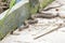 Common watersnake crawling along the walkway.Bombay Hook National Wildlife Refuge.Delaware.USA