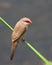 Common Waxbill