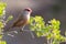 Common Waxbill