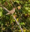 Common Waxbill on Blackberry bush