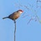 Common Waxbill, eating seed