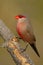 Common waxbill - Estrilda astrild - Bico de lacre