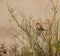 Common Waxbill on grass