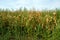 Common weed Atriplex