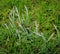 Common Weed with Stalk light blue in color