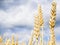 Common Wheat