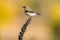 Common wheatear Oenanthe oenanthe