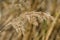 Common wheatgrass close up. Flowering stems hanging