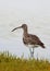 Common Whimbrel