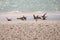 Common Whimbrel in flight