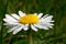 Common white daisy close up