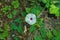 Common White Morning Glory â€“ Ipornoea purpurea