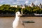 Common white seagull bird sitting on the railing of Thames river promenade in London with green cityscape on the background