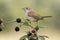 The common white throat Sylvia communis perched on a blackberry twig on a uniform background